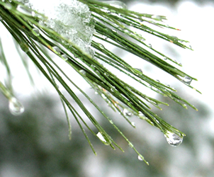 Melting Ice on a Pine Tree